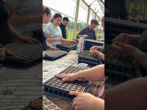 El corazón que hace crecer Misiones | Así trabaja la Plantinera de San Javier 🌱