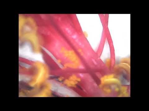Androecium Part of Hibiscus Flower under Mcroscope