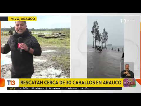 Rescatan cerca de 30 caballos en Arauco