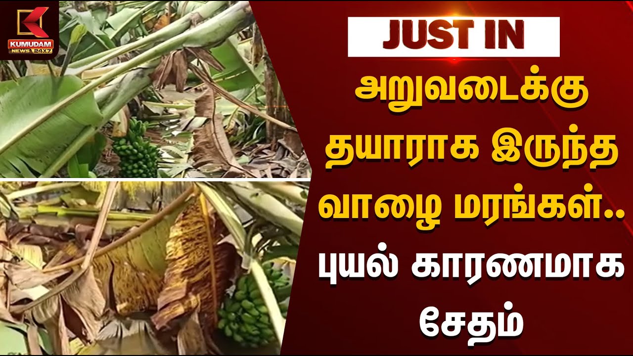 Ditwah Cyclone | அறுவடைக்கு தயாராக இருந்த வாழை மரங்கள்.. புயல் காரணமாக  சேதம் | Farmers | Rainfall