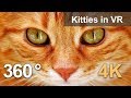 360 video, Kitties in VR. Cute inhabitants of cat cafe in Moscow. 4K video
