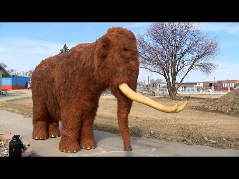 Mammoth short video by First Alert 6