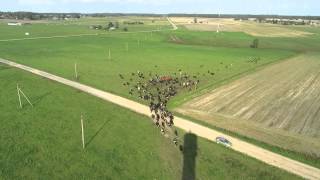 preview picture of video 'Karvių bandos varymas Kriviliuose'