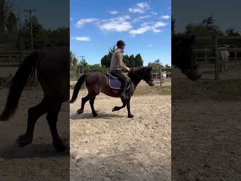 LOT 142 CLIFDEN PONY SALES - Image 2