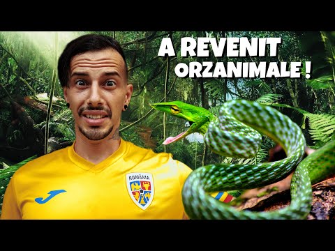 ORZAnimale Mușcat de Șarpe Veninos!