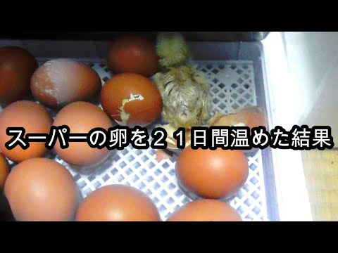, title : 'スーパーで買った卵を２１日間温めた結果　１００日後に食べられるヒヨコ　鶏肉と卵の自給自足'