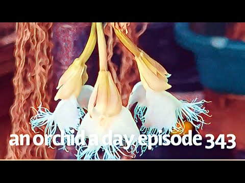 AN ORCHID A DAY EPISODE 343  ORCHID SPOTLIGHT  ANGRAECUM DISTICHUM