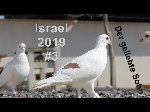 Israel 2019 Folge 3 - Der geliebte Sohn