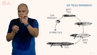 דו חיים - התפתחות וגלגול חלק ב