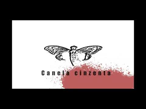 Melk °Kokão °Banca 210 | Canela cinzenta