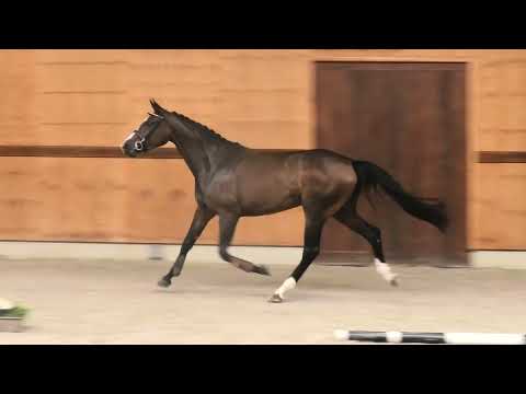 Antares van ’t Zandven video 2
