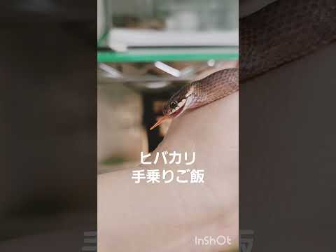 ヘビを遠ざけるにはどうすればいいですか？爬虫類から身を守るための 100% 天然のヒント  庭園