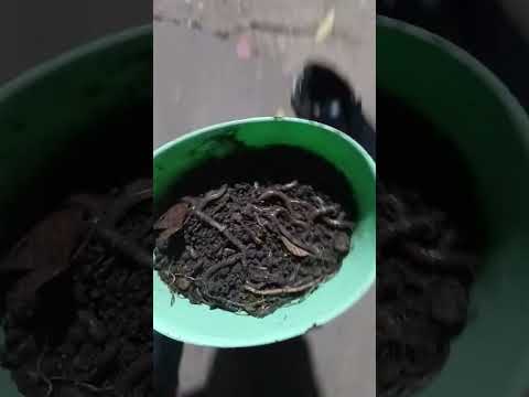 pesca en federacion entre rios