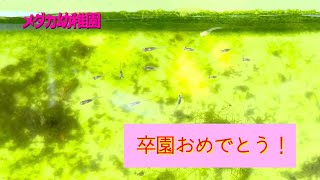 メダカ幼稚園　卒業生