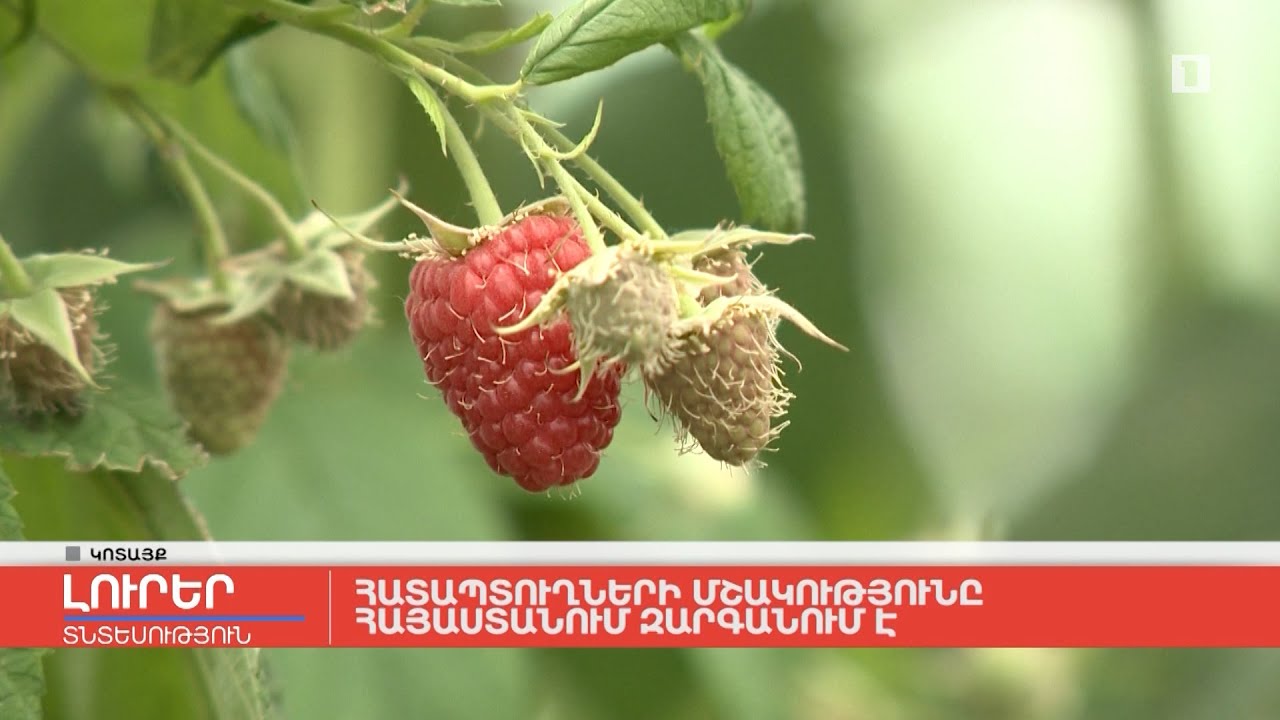 Հատապտուղների մշակությունը Հայաստանում զարգանում է