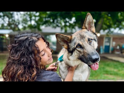 Dog for adoption - Woodrow Wallace the Wise and Wonderful Wolfie, a German Shepherd Dog ...