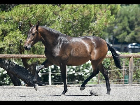 BAHÍA DE SUSAETA - 2 yo PRE filly