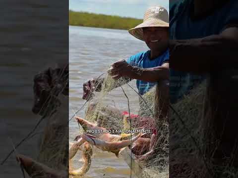 Sebrae/AM participa da pesca do mapará, no município de Careiro da Várzea - Março 2026. 