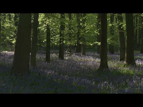 4K HDR Bluebell Woods   English Forest   Birds Singing   No Loop   Relaxing Nature Video & Sounds