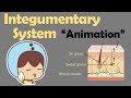 INTEGUMENTARY SYSTEM Biology Animation