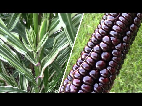 Japonica Ornamental Corn - An Eye Catching Ornamental Flint Corn