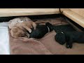 Goldendoodle Puppies Sleeping Stretching Yawning 8 Days Old