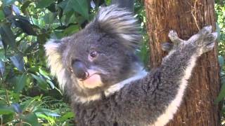 preview picture of video 'Koalas at the Healesville Sanctuary, Melbourne.'