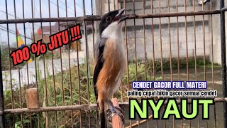 Download lagu cendet gacor BONGKAR EMOSI PALING HANDAL PANCINGAN CENDET AGAR BUNYI bikin BURUNG PENTET GACOR AKTIF mp3