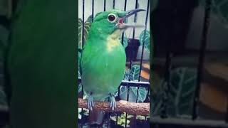 Download lagu cucak ijo betina buat pancingan cak ijo jantan mp3