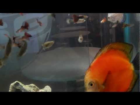 Funny Tropical Fish July 1, 2012