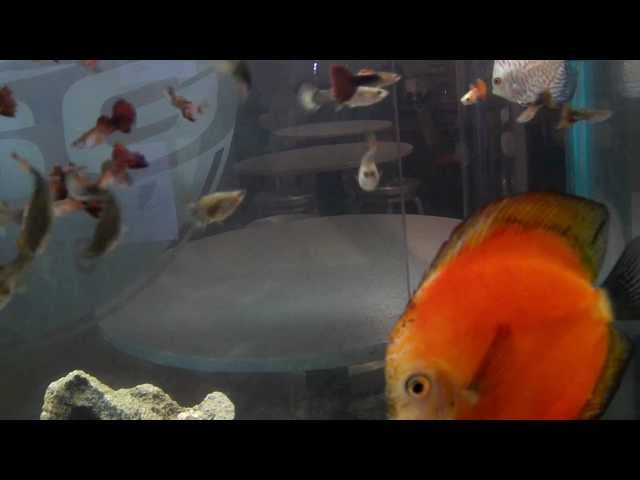 Funny Tropical Fish July 1, 2012