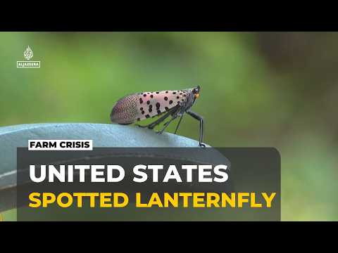 US fights invasive flies: Senators want funding for research