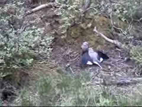Gray Jay bird feeding young at Lake louis.