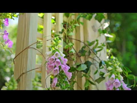 Crowning Achievement