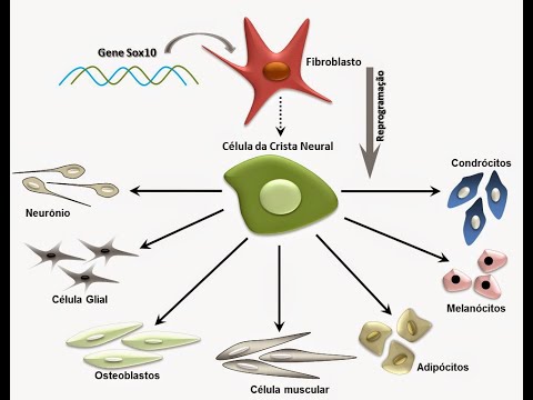 PERÍODO EMBRIONÁRIO: ORGANOGÊNESE RUDIMENTAR