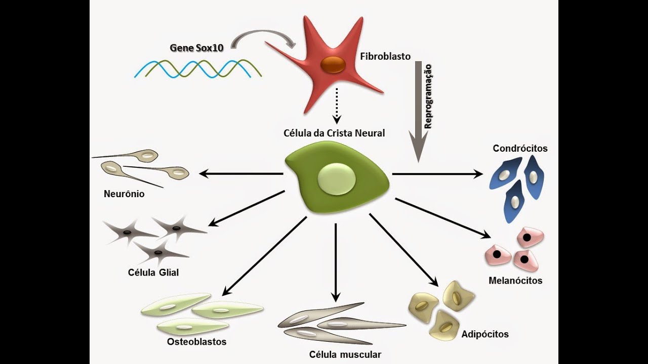 PERÍODO EMBRIONÁRIO: ORGANOGÊNESE RUDIMENTAR
