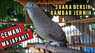 Download lagu Perkutut Cemani Majapahit Gacor Suara Bersih Gambar Jernih mp3