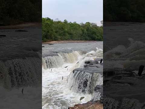 Maravilha da Natureza!!! Subida dos peixes na Cachoeira do Sossego, Rochedo - MS #caiaque #pescaria