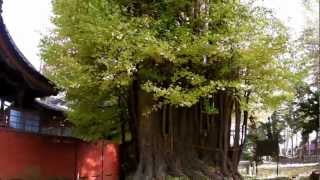 preview picture of video '本厚木　荻野神社の大銀杏　　　　 Honatsugi, Giant Ginkgo of Ogino Shrine'