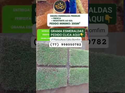 Empresa Floricultura Cátia Bomfim (77) 998050782 Boquira-Ba e Regiões, Bahia e Brasil