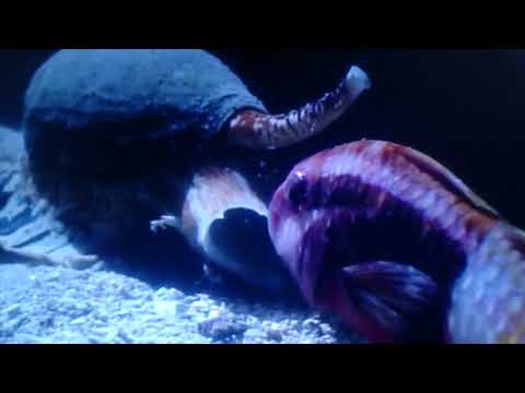 【静かなる捕食者】眠った魚を生きたまま丸飲みするイモガイの仲間 アンボイナガイ