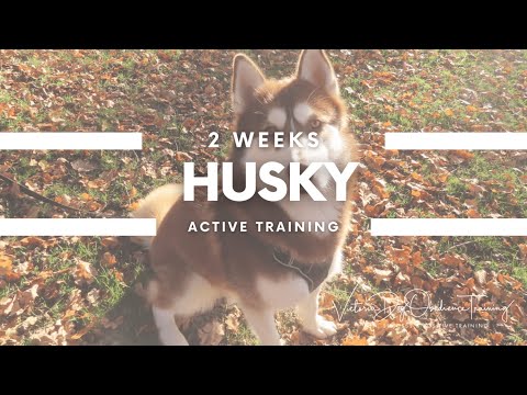 Victoria Dog Obedience Training video.