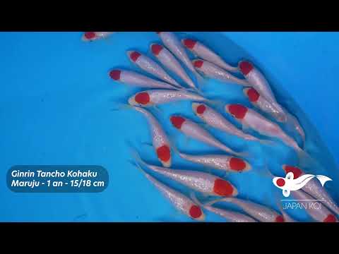 Ginrin Tancho Kohaku - Tosaïs - Maruju - HQ