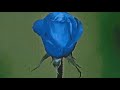 R O A R I Can T Handle Change Slowed Down To Perfection