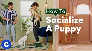 How To Socialize a Puppy | Chewtorials