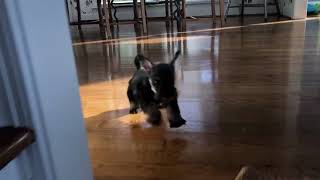 Rosey is a relaxed, intelligent, Mini Schnauzer. Rosey has a beautiful, cotton soft textured coat