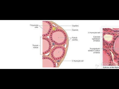 Thyroid gland function 5