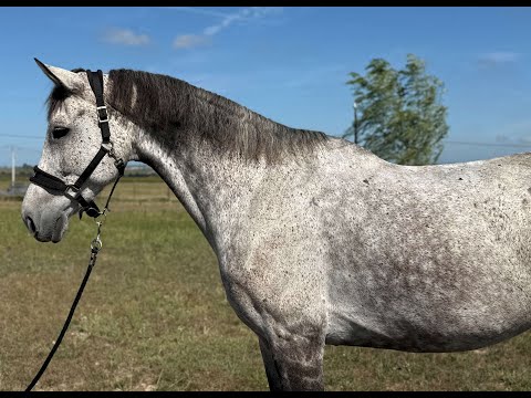 Lucky V CAPE CORAL RBF x MONTREUX - Video 10 video thumbnail