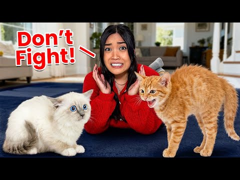 We Made Our Cats MEET For The First Time...(IT WAS BAD)