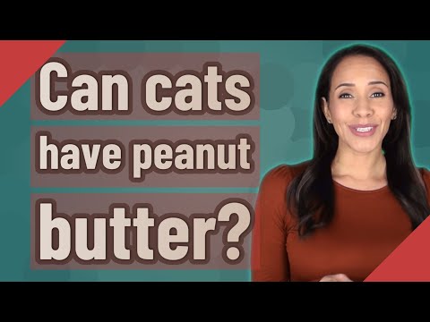 YouTube video about: Can cats have almond butter?